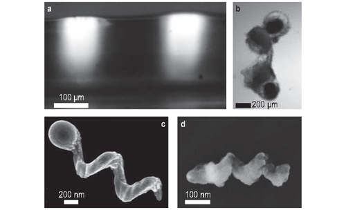 Chapter 8 - Micro- and nanorobots in Newtonian and biological viscoelastic fluids 