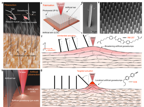 Artificial-goosebump-driven microactuation